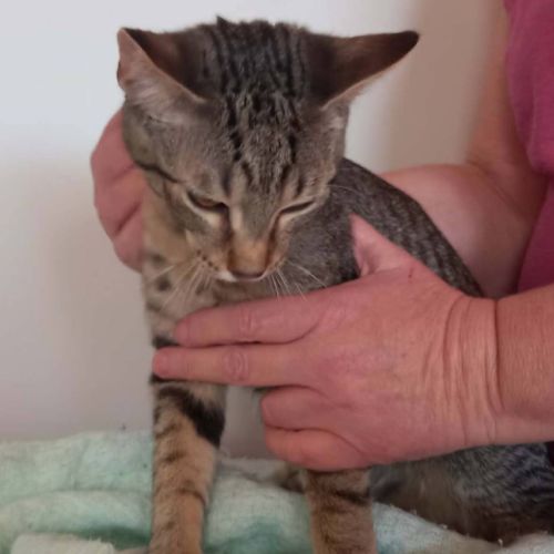 Coach - Domestic Short Hair (DSH) Cat