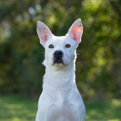 Casper - Staffy Dog