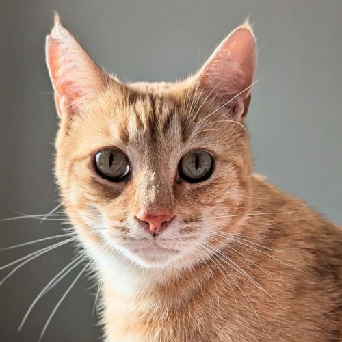 Ricky - Domestic Short Hair Cat