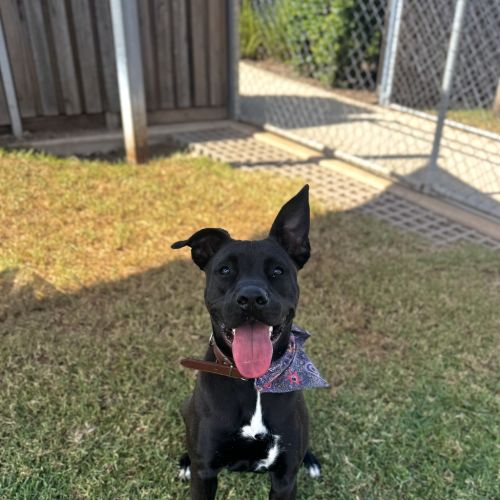 Trixie - Bull Arab x American Staffordshire Bull Terrier Dog