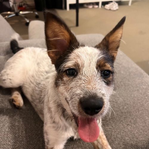 Molly - Australian Cattle Dog