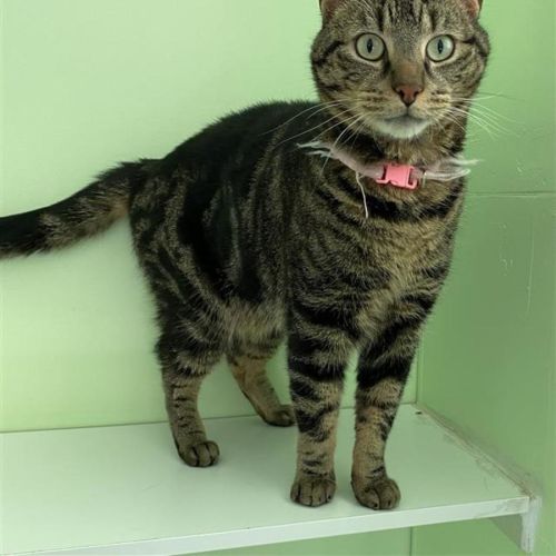 Biskit - Domestic Short Hair (DSH) Cat