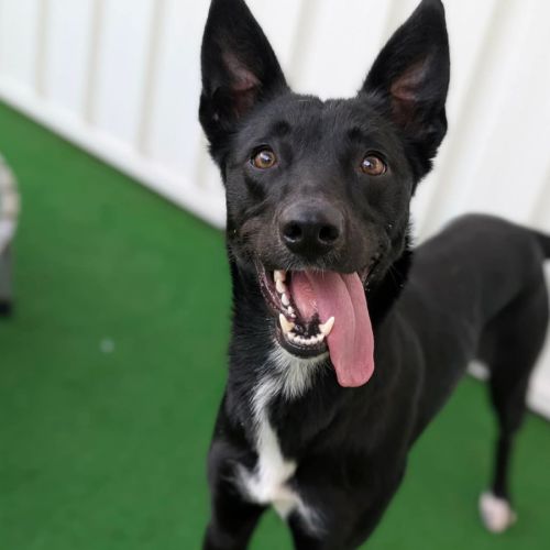 Lucy - Australian Kelpie Dog