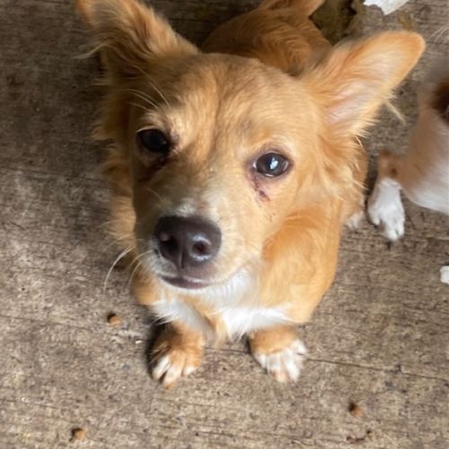 Roland - Mixed breed Dog