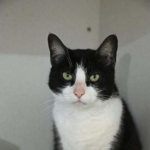 Bernadette - Domestic Short Hair (DSH) Cat