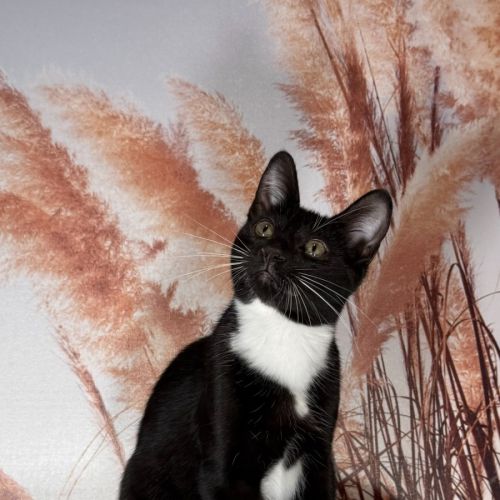 Mittens - Domestic Short Hair (DSH) Cat