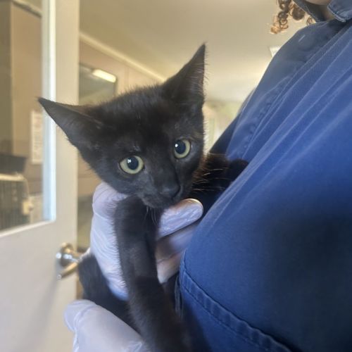 Makka Pakka - Dsh Cat