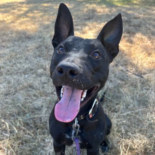 Vic Freddie - Australian Kelpie Dog
