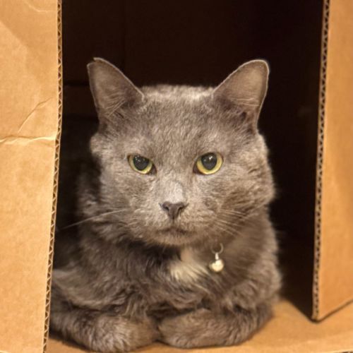 Ben - Domestic Short Hair (DSH) Cat