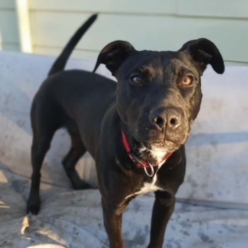Kuro - Australian Kelpie x Staffordshire Bull Terrier Dog