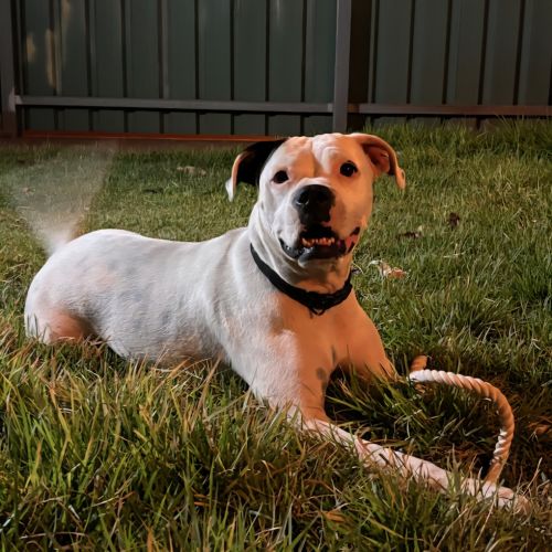 Doxy - American Bulldog