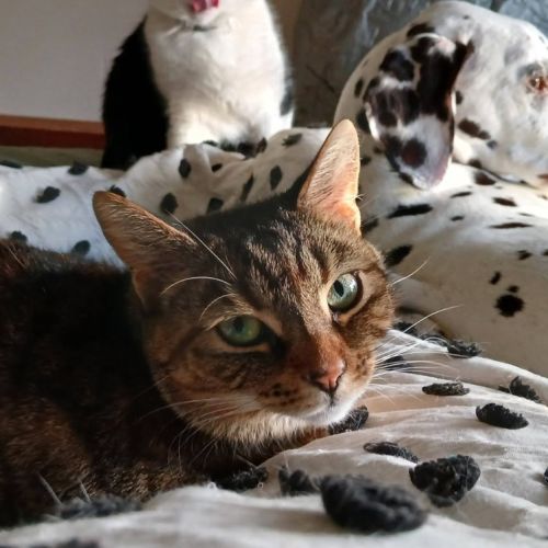 Scoot - Domestic Short Hair (DSH) Cat