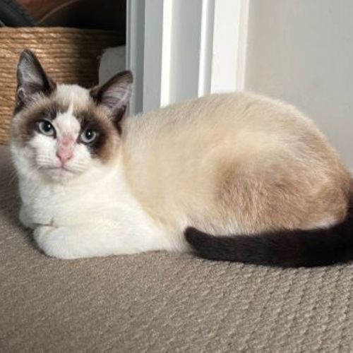 Jeremy - Ragdoll Cat