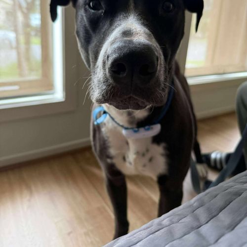 Rocky - Bull Arab x Mixed breed Dog