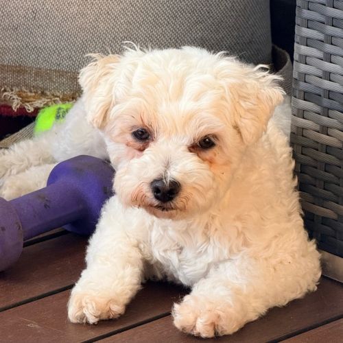 Lolli - Poodle (Toy) Dog