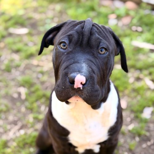 Duncan - American Staffordshire Terrier x Labrador Retriever Dog