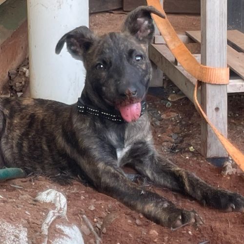 Sid - Mixed breed Dog