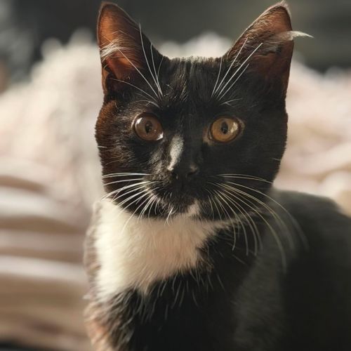 Sprinkles - In foster care in Brunswick East - Domestic Short Hair (DSH) Cat