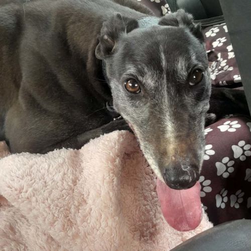 Wilma - Greyhound Dog