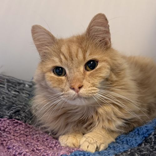 Nicholas - Domestic Medium Hair Cat