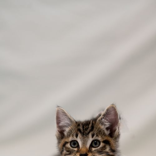Sully - Domestic Short Hair Cat