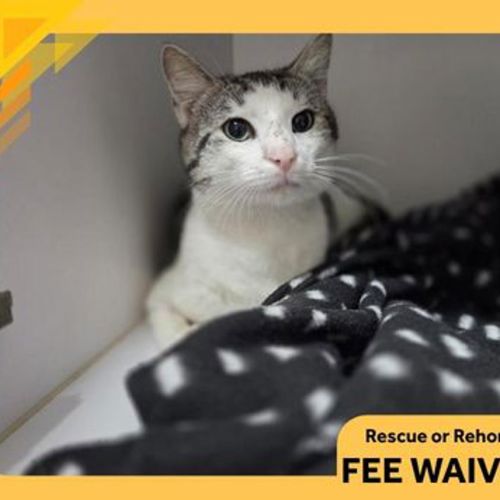 Pippin - Domestic Short Hair Cat