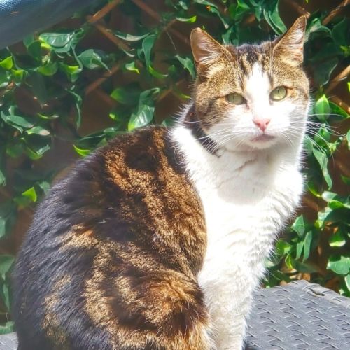 Missy - Domestic Short Hair (DSH) Cat