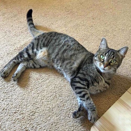 3537 - Emmy - Domestic Short Hair (DSH) Cat