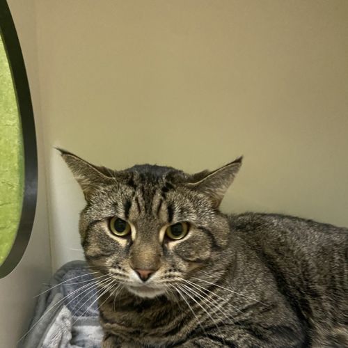 Shawn - Domestic Short Hair Cat