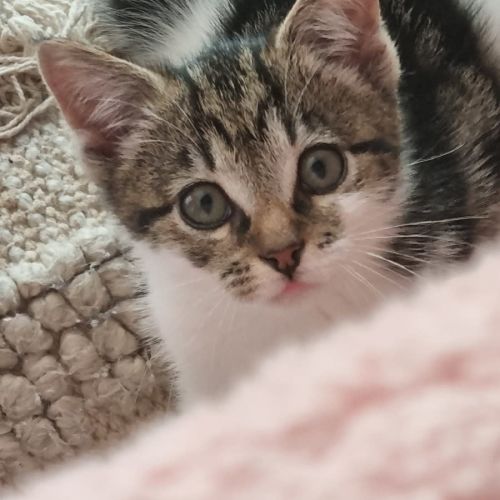 Cheeky - Domestic Short Hair (DSH) Cat