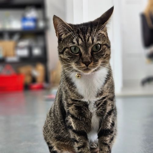 Snickers  - Domestic Short Hair (DSH) Cat