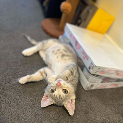 Samara - Domestic Short Hair (DSH) Cat