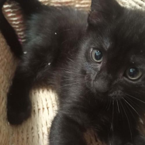 Vee - Domestic Short Hair (DSH) Cat