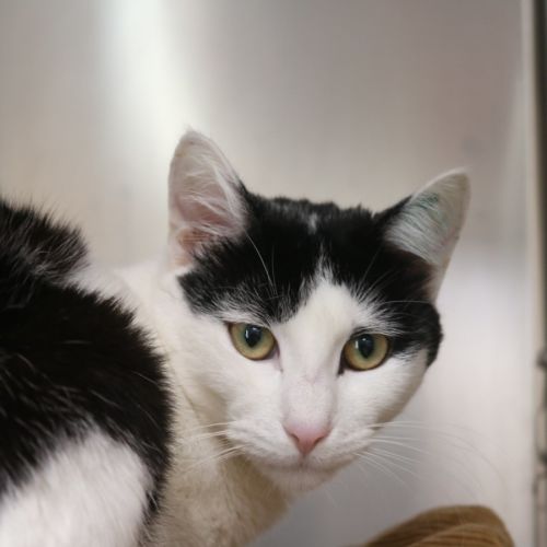Foxtrot - Domestic Short Hair (DSH) Cat