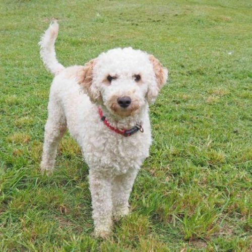 Pluto - Poodle (Toy) Dog