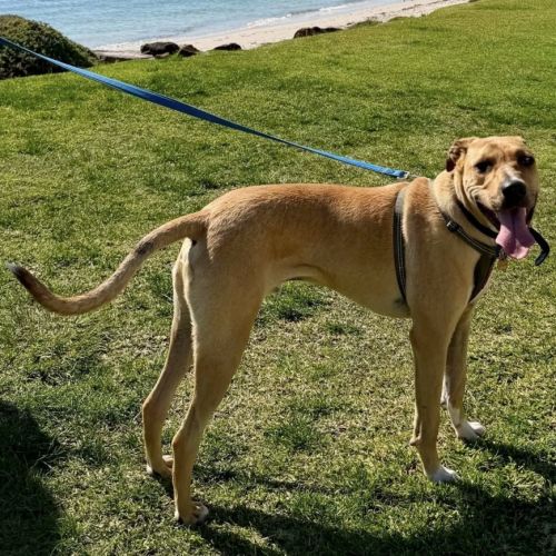Timmy - 11 Month Old Mastiff X - Mastiff Dog