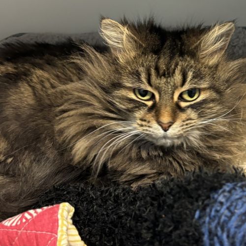 Lyria - Domestic Longhair Cat