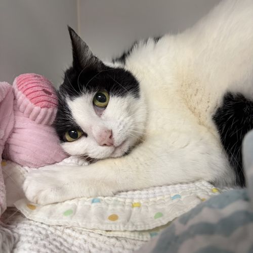 Lavander - Domestic Short Hair Cat