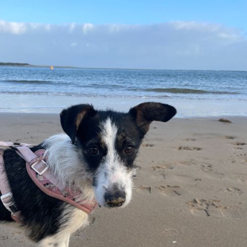 Tessa - Collie x Fox Terrier (Wire) Dog