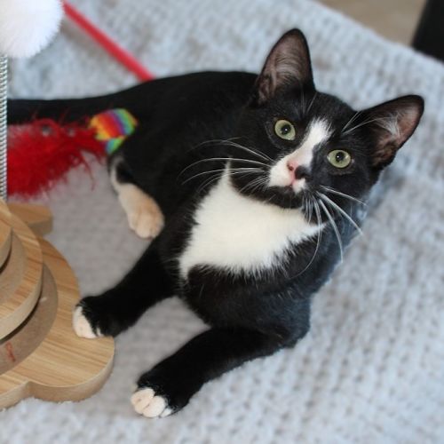 Gatsby - Domestic Short Hair (DSH) Cat