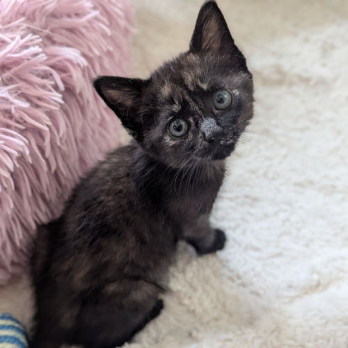 Annabel - Domestic Short Hair (DSH) Cat