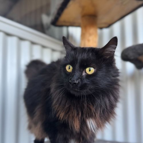 Frankfurt  - Domestic Medium Hair Cat