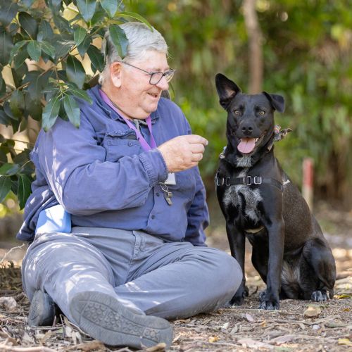 Mia - Labrador x Australian Kelpie Dog