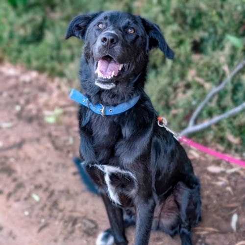 Socks  - Border Collie Dog