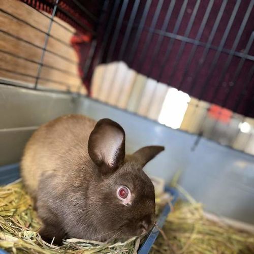 Snickers - Mini Lop Rabbit