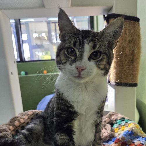Kronk - Domestic Short Hair Cat