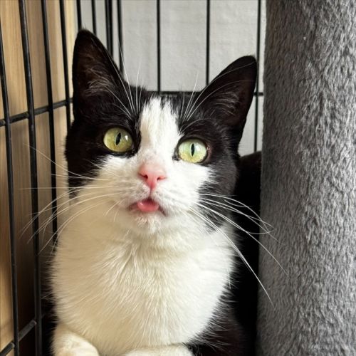 Suri - Domestic Short Hair (DSH) Cat