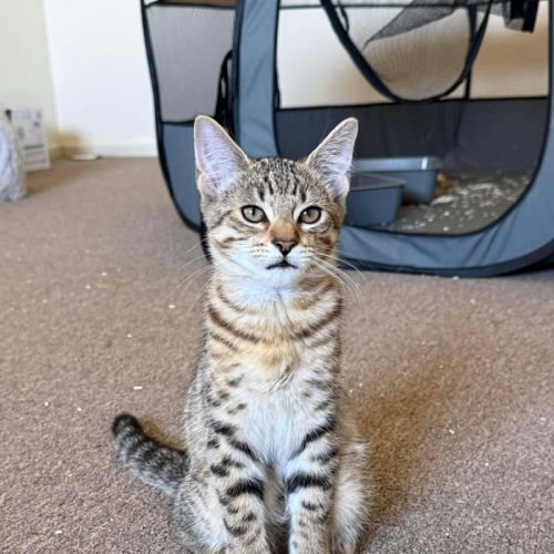 Samba - Domestic Short Hair (DSH) Cat