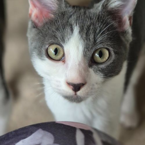 Cooper - Domestic Short Hair (DSH) Cat