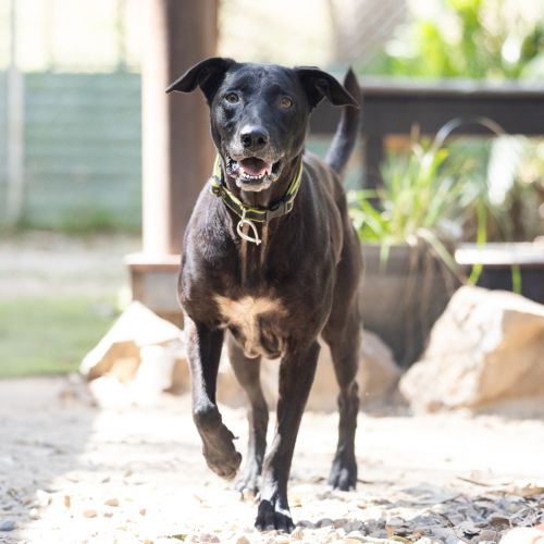 Roxy - Australian Kelpie Dog
